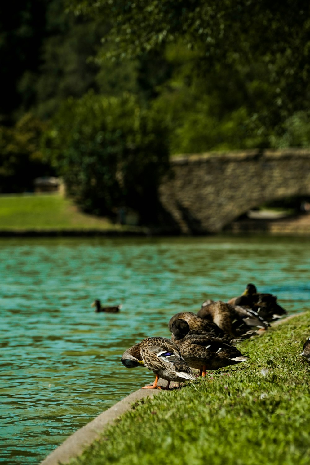 ducks beside body of water