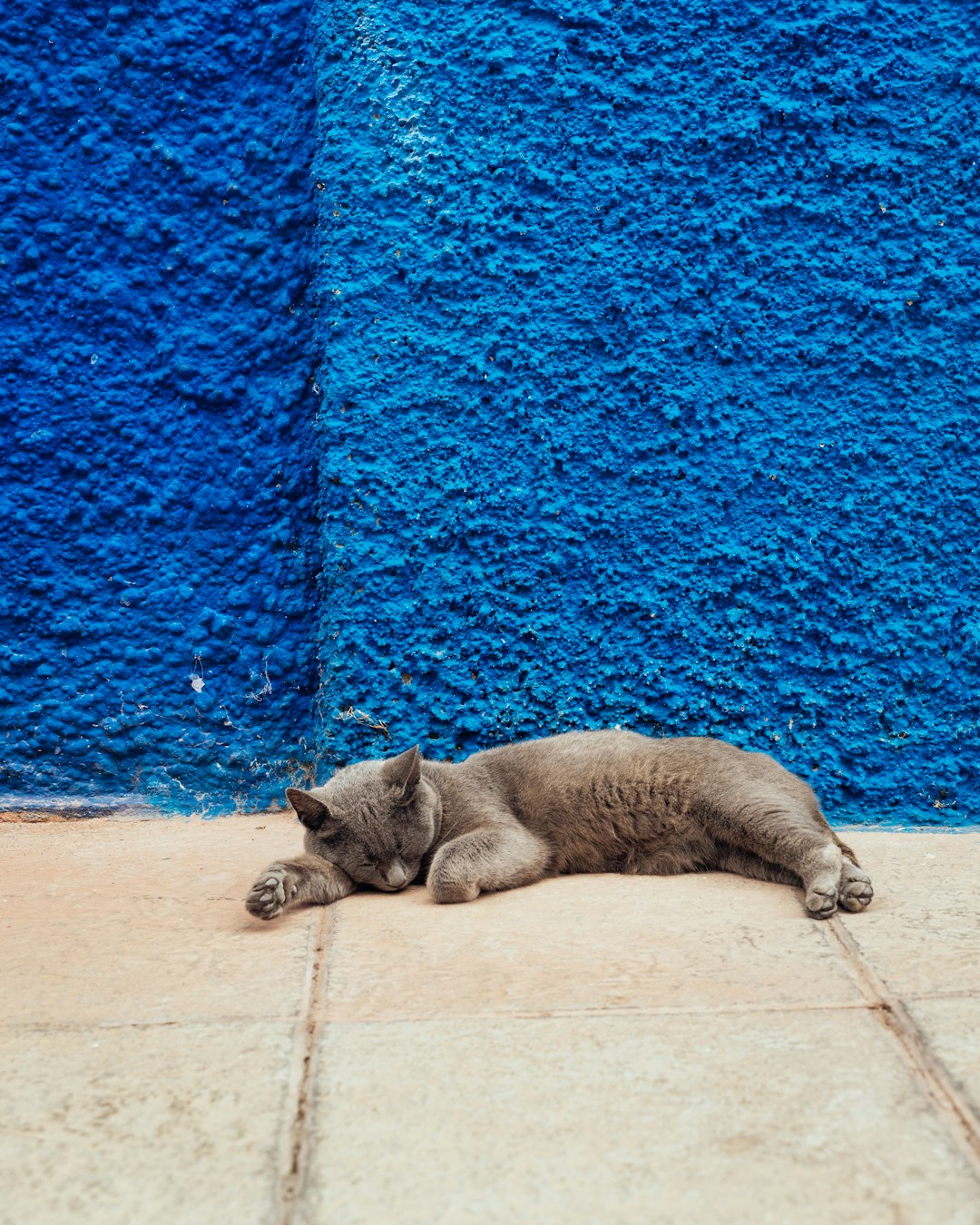 Russian blue cat lying on pavement
