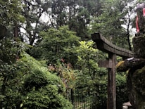 A serene woodland area with dense greenery and tall trees. A traditional stone torii gate partially covered in moss adds an element of cultural heritage. The background consists of lush foliage, and the area is dappled with soft, natural light.