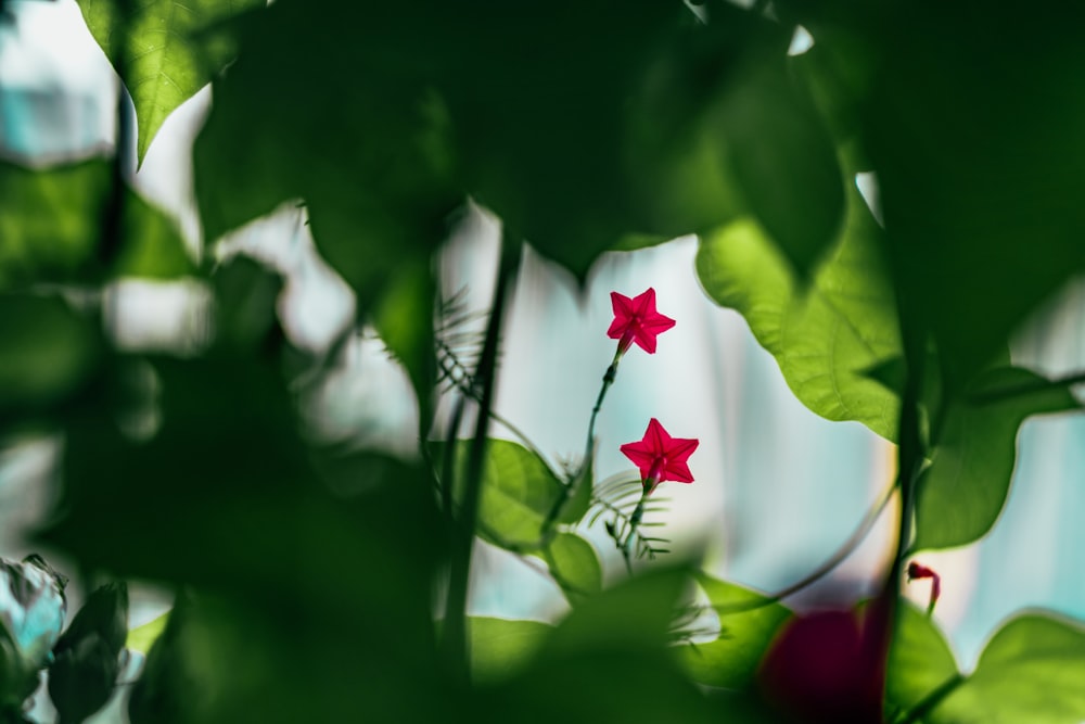 selective focus photography of pink petaled flowers