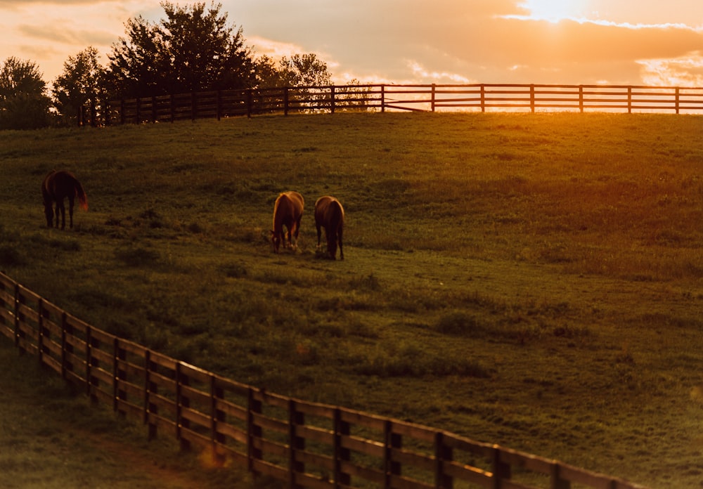 two brown horses under clear blue sky