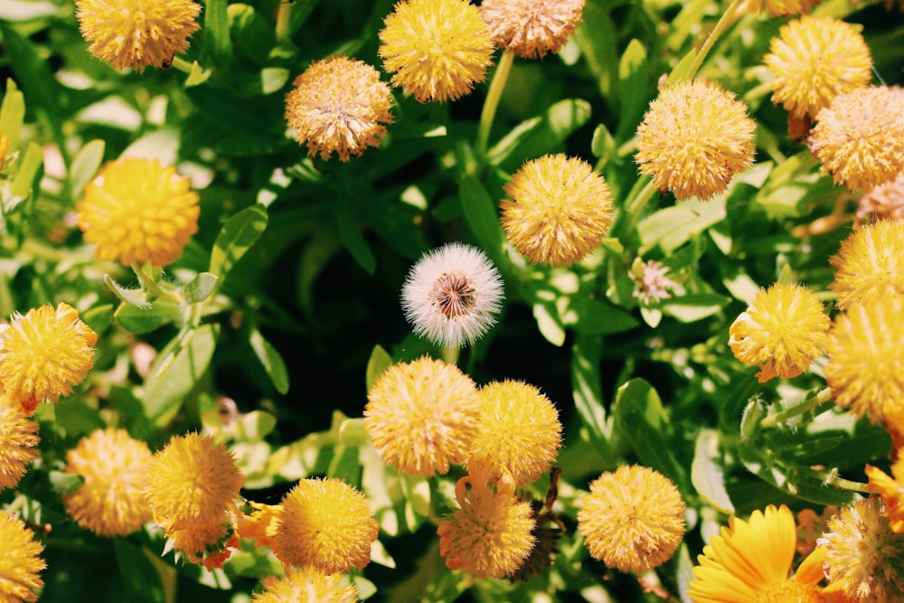 selective focus photography of yellow flowers