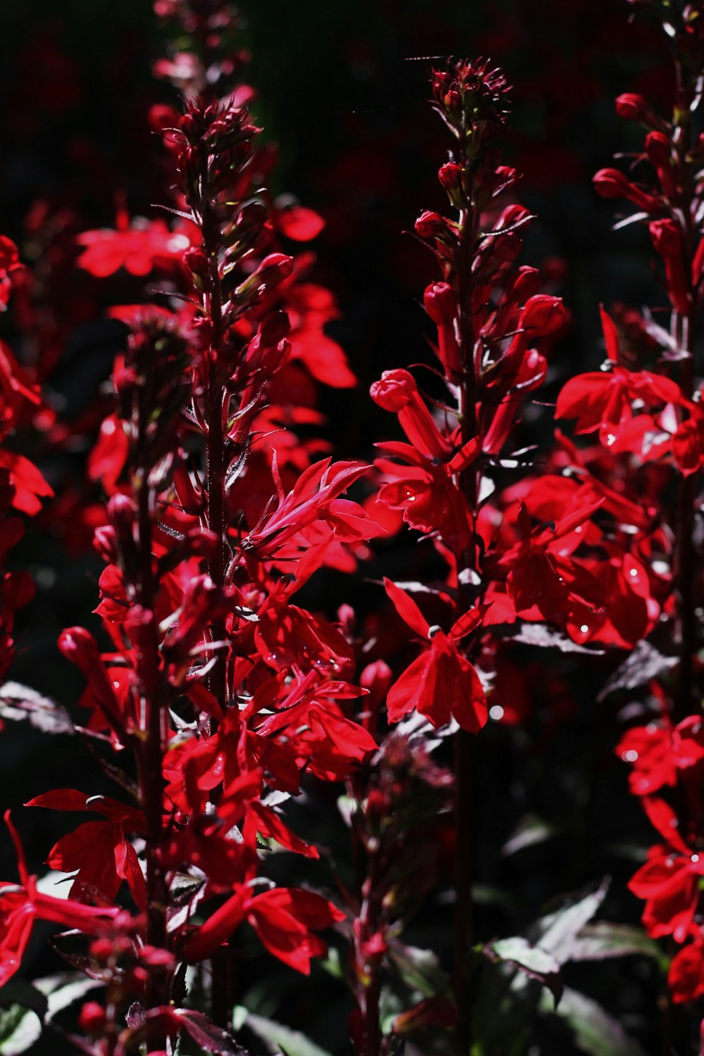 red-leafed plant