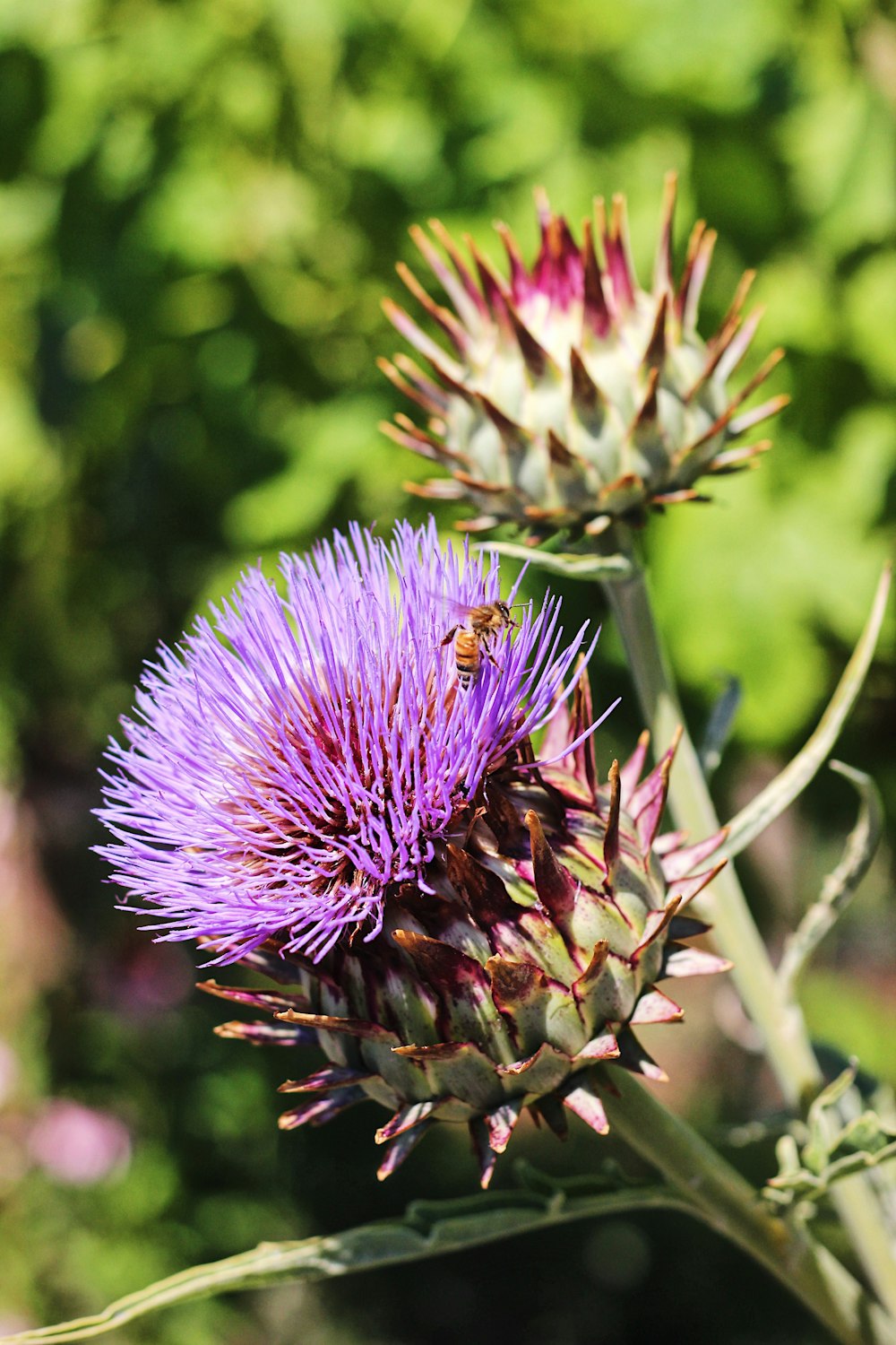 brown bee on purple flower in macro photography