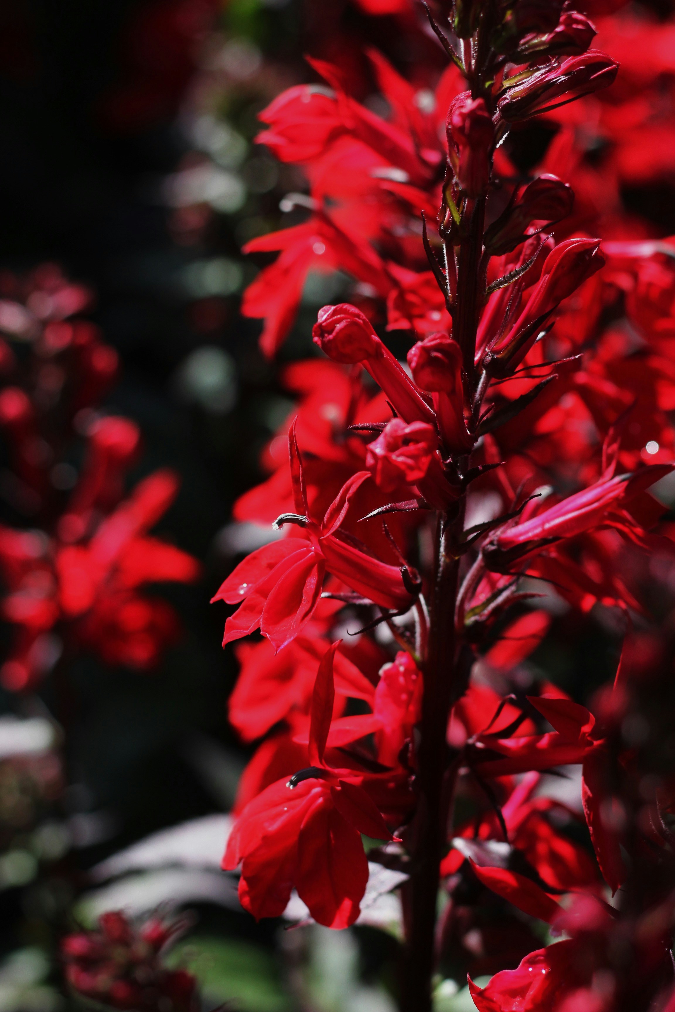 Photo by earthtokarly