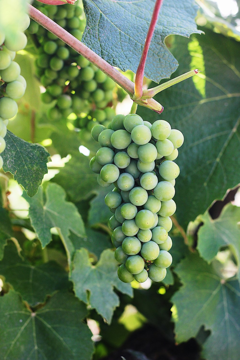 green grapes during daytime