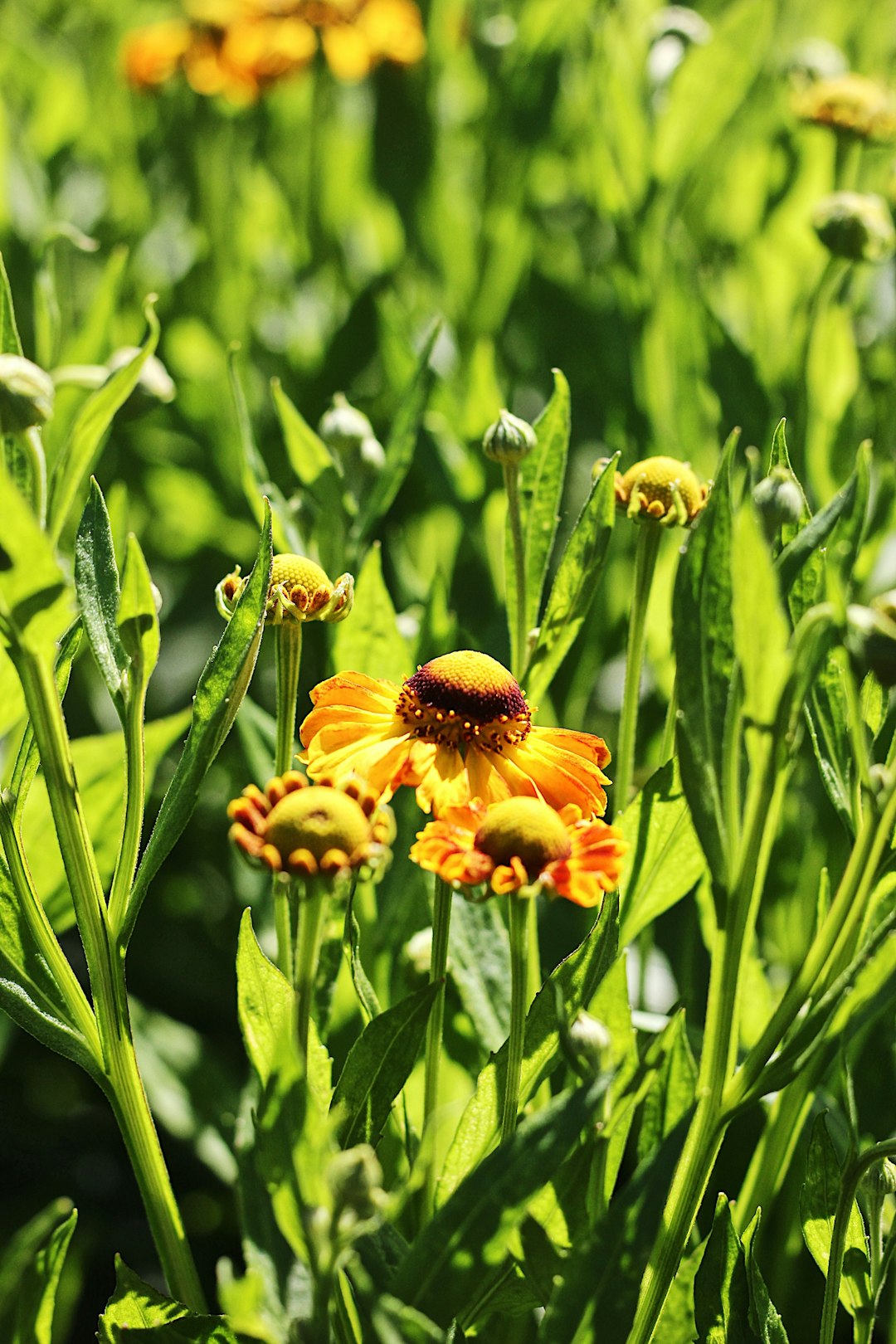 yellow petaled flower blooming