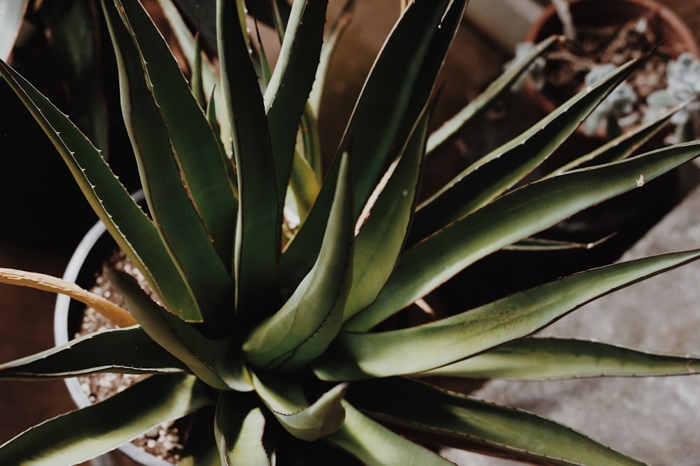 green succulent plant