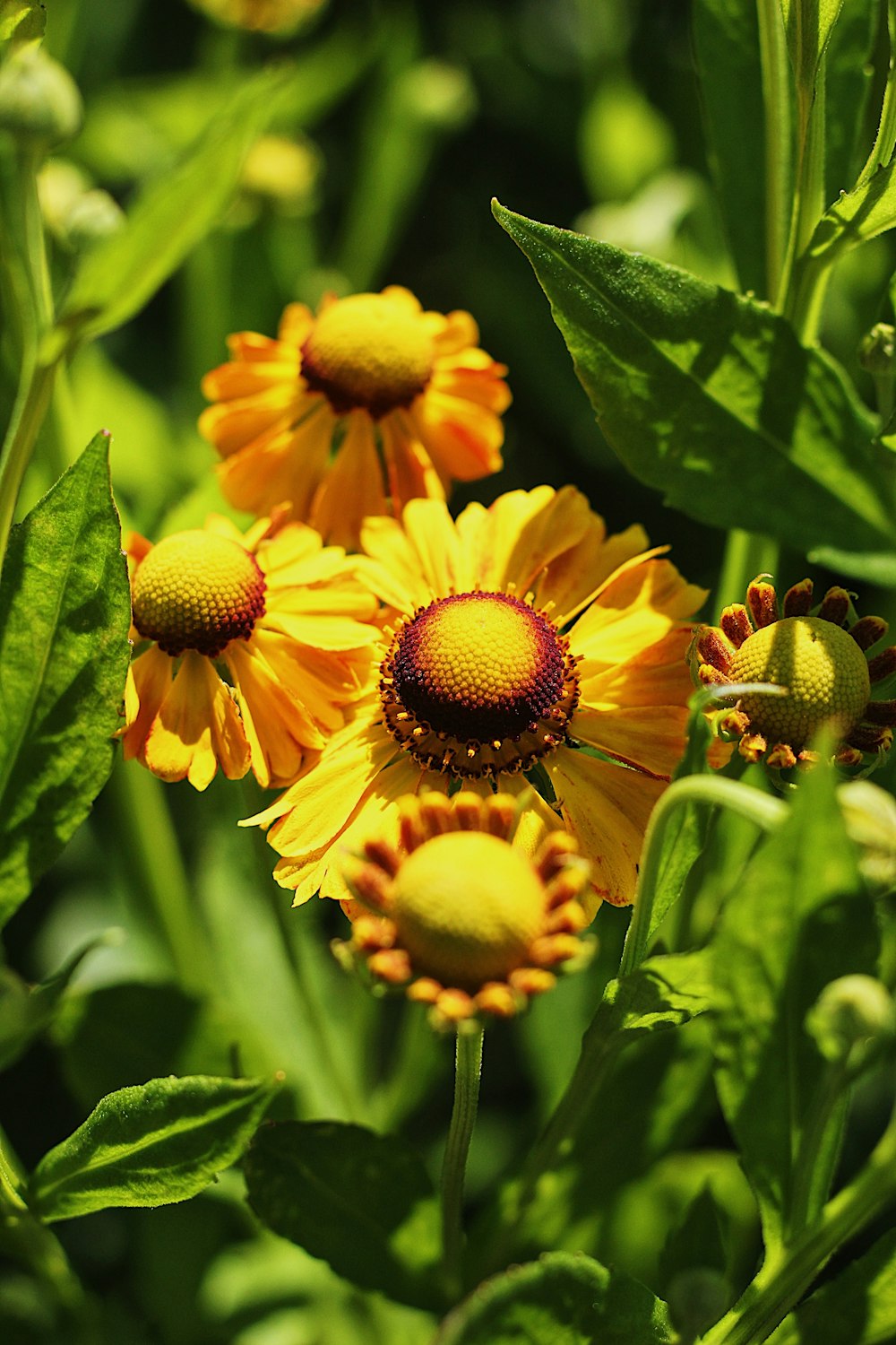 selective focus photography of yellow flowers