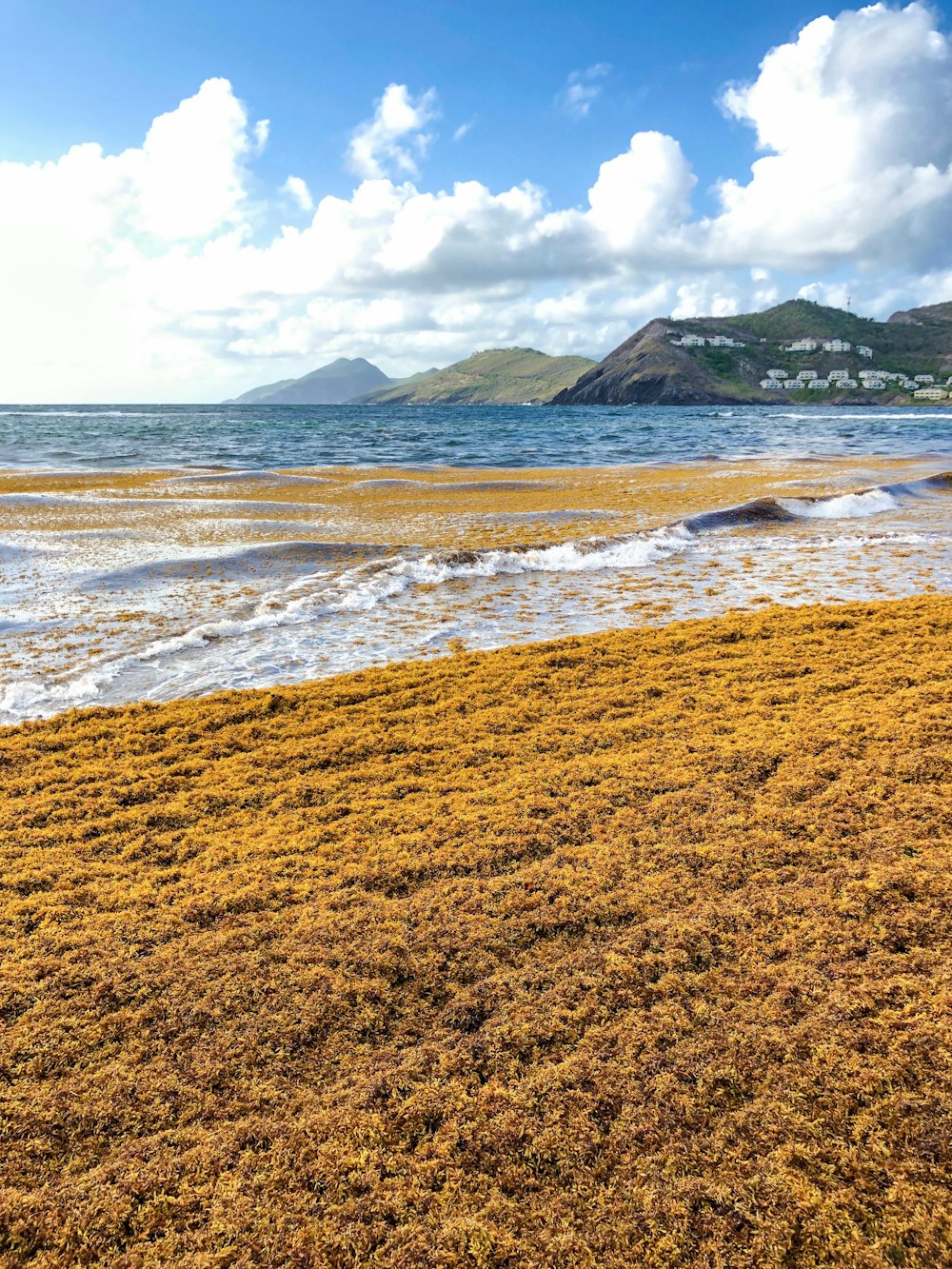 shore with mountain at distance