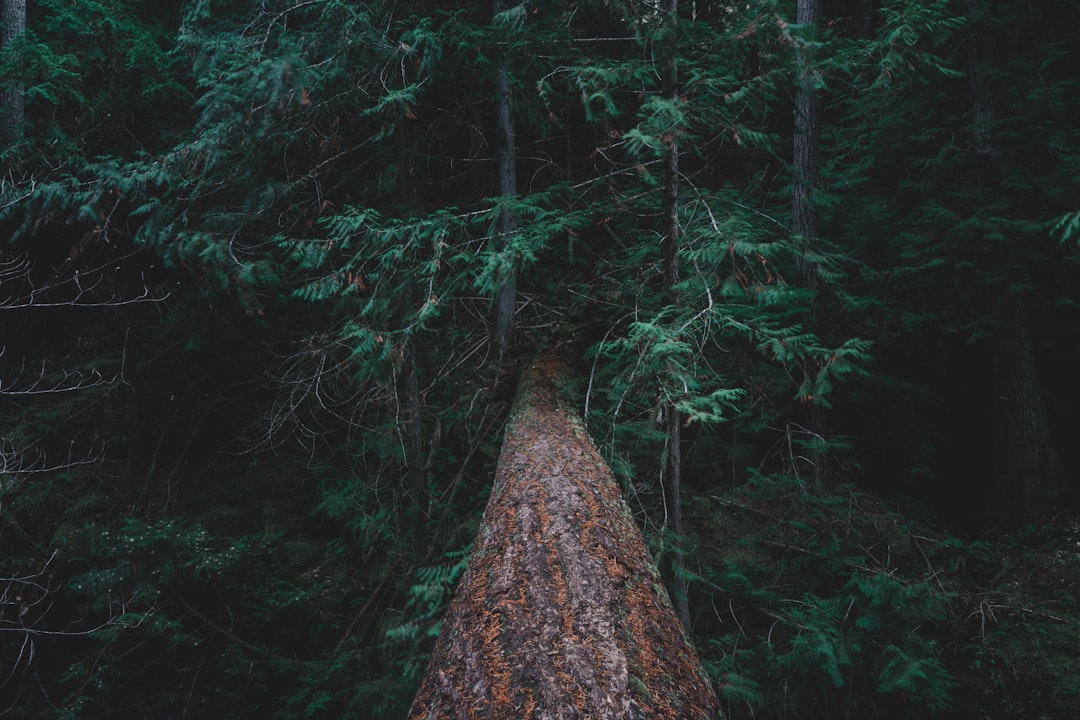 tall green trees