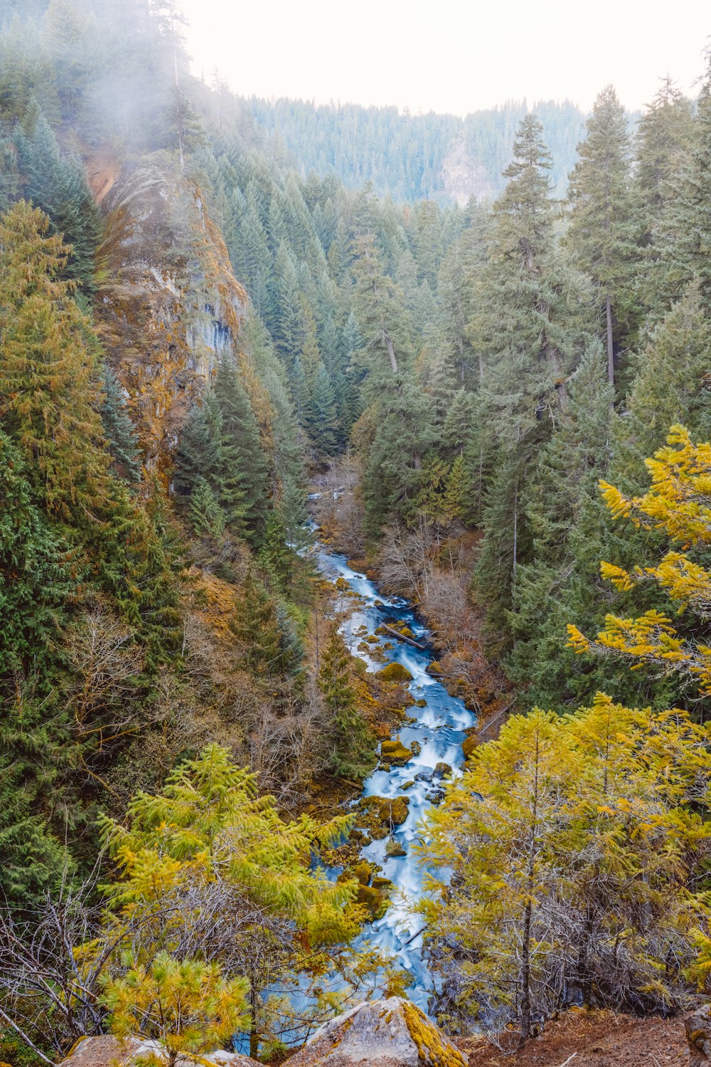 river surrounded by trees