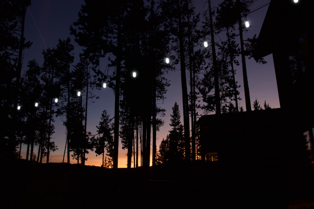 silhouette of trees