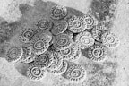 A pile of old-looking coins with intricate designs and inscriptions, scattered on a textured surface. Each coin features a star or cross-like symbol in the center, surrounded by circular text.