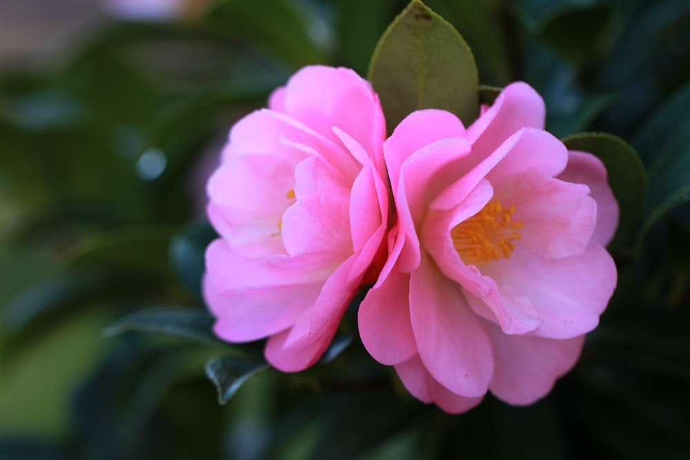 flores de pétalas cor-de-rosa