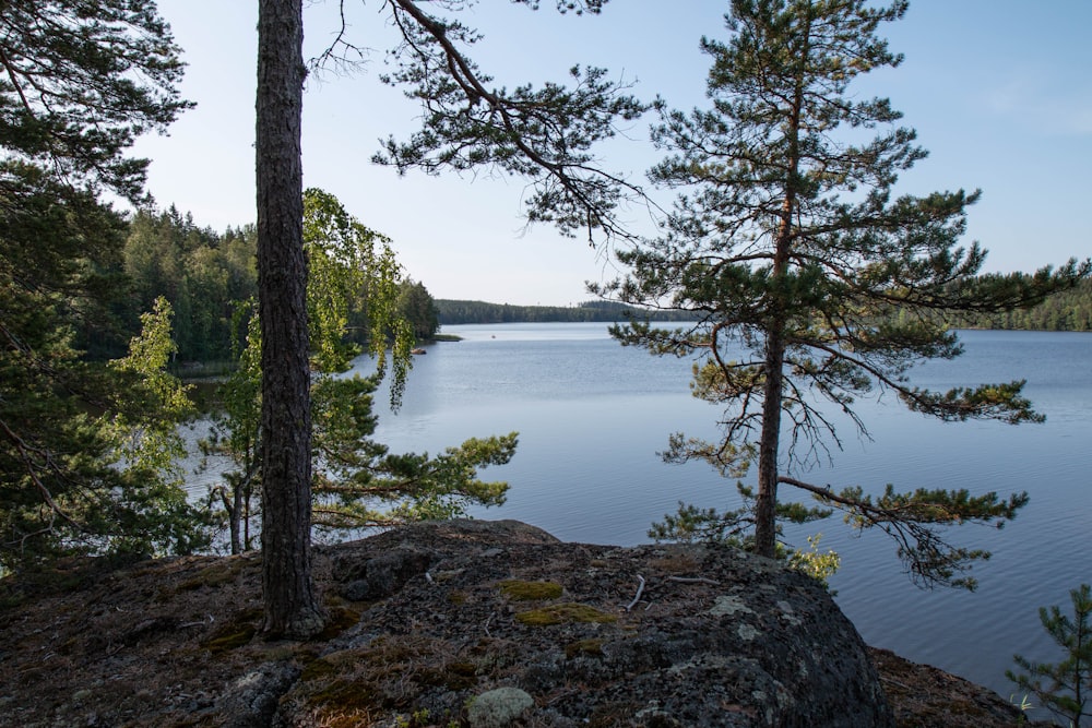 green and brown trees beside body of water at daytime