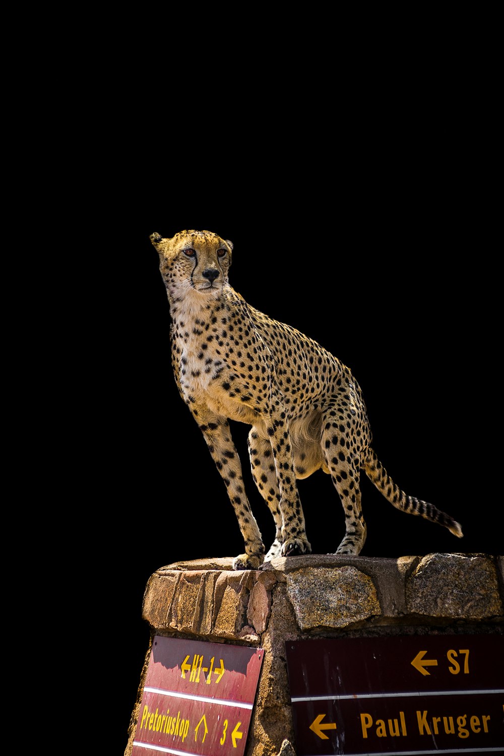 cheetah on brown surface
