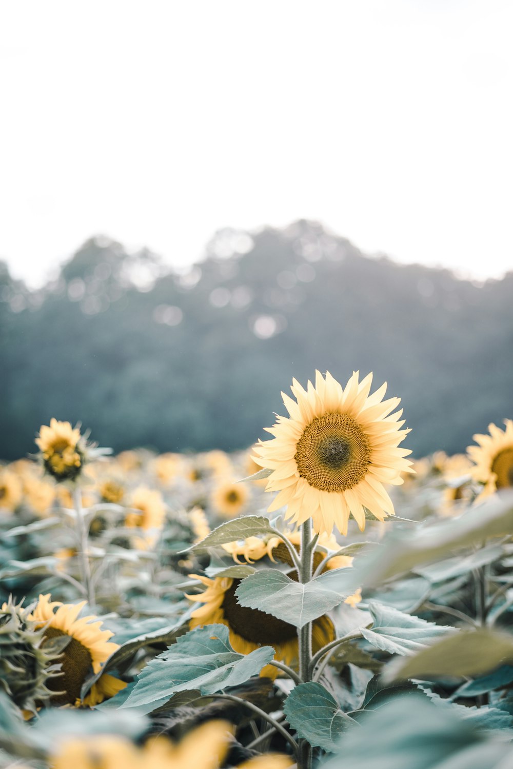 girasoles amarillos en flor