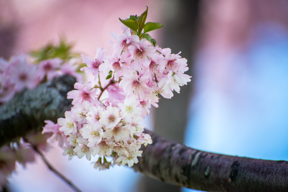 pink petaled flowers