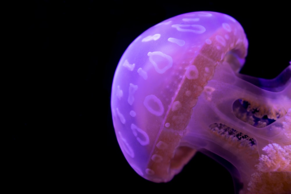 a purple jellyfish with a black background