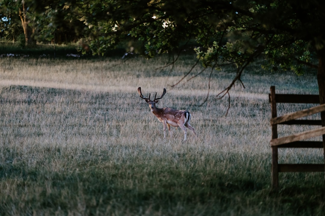 deer on field