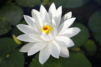 white lotus flower