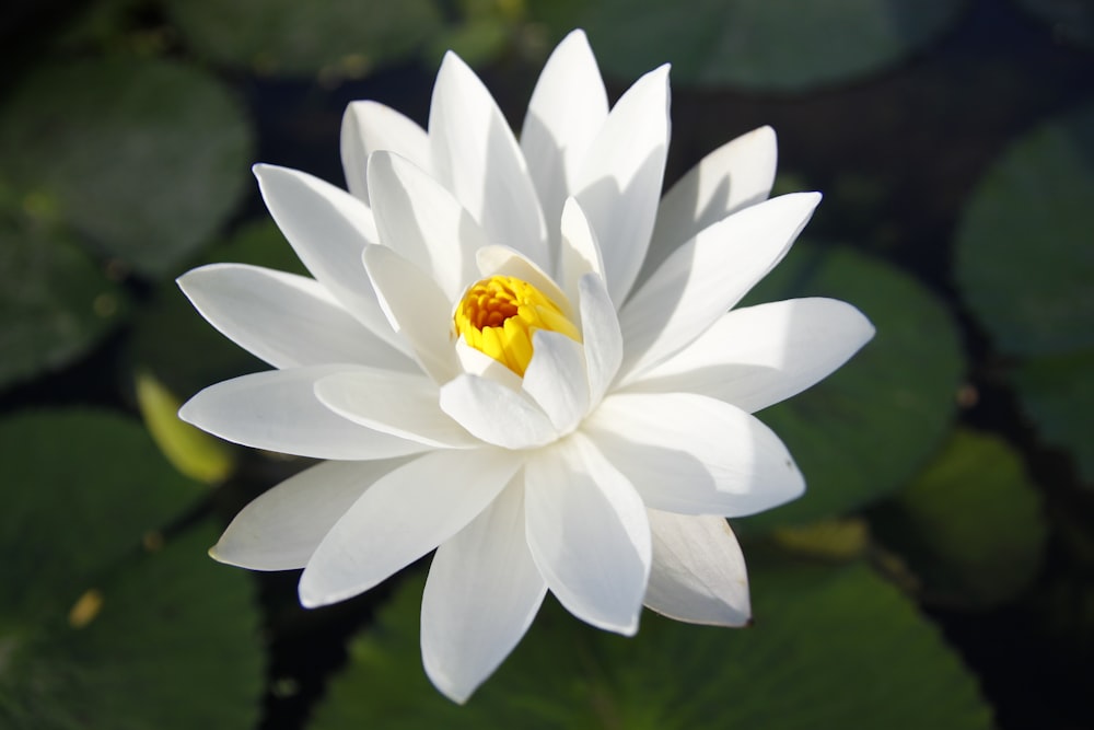 white lotus flower