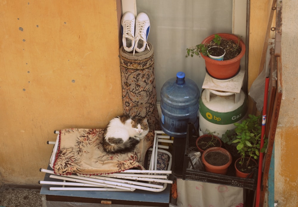 pair of white shoes on rug beside carboy