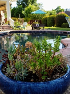 A lush garden scene with a blue ceramic pot filled with a variety of succulents in the foreground. Behind it is a swimming pool lined with tiles and a backyard area with green foliage and trimmed hedges. To the left, a patio area with steps leading up to a building is visible. An open patio umbrella is in the background, providing shade over some outdoor furniture.