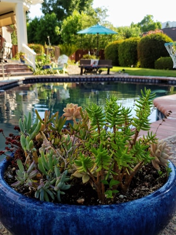 A before-and-after comparison of a desert yard turned into a lush, functional outdoor living space.
