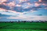 A vast agricultural landscape with lush green fields stretches toward a horizon lined with small traditional houses. Above, the sky is adorned with scattered clouds that capture the warm hues of a setting or rising sun. Distant mountains are visible in the background, adding depth to the scene.
