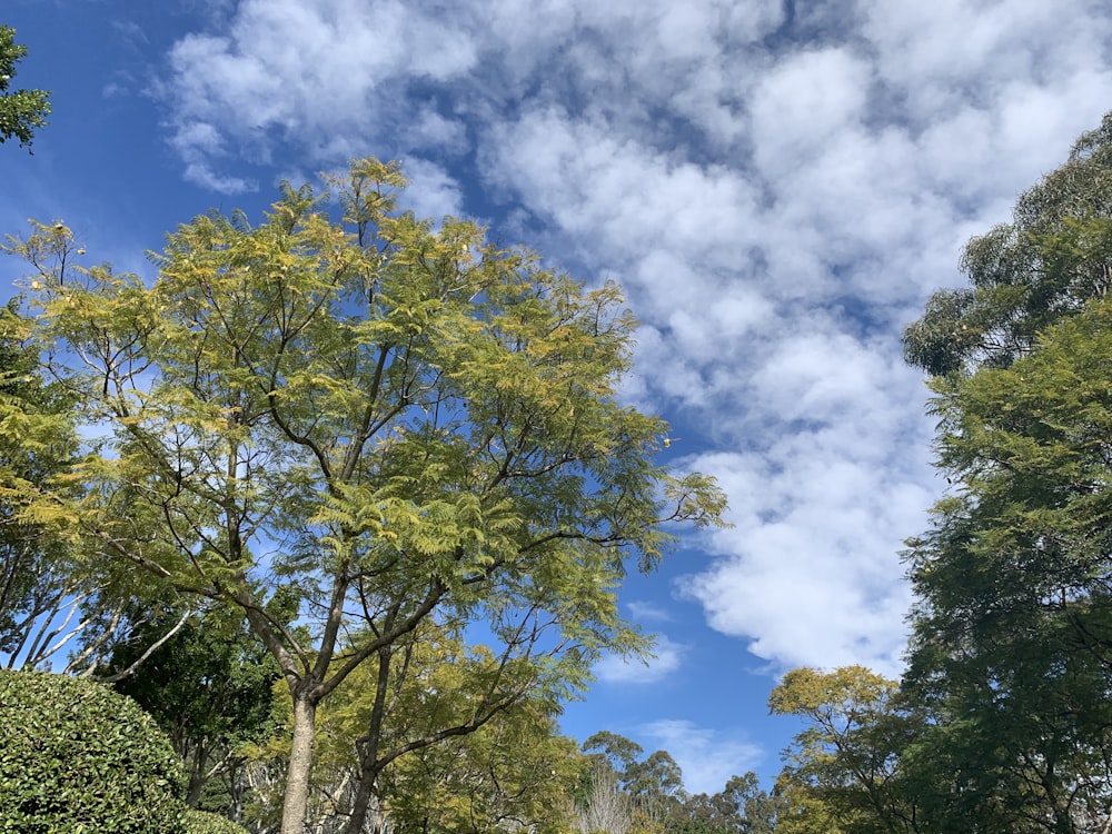 tall green trees under blue and white skies