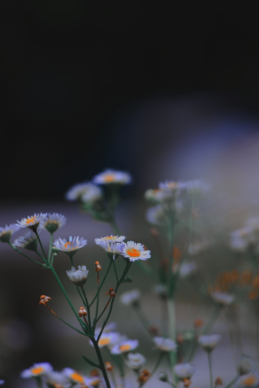 white petaled flower