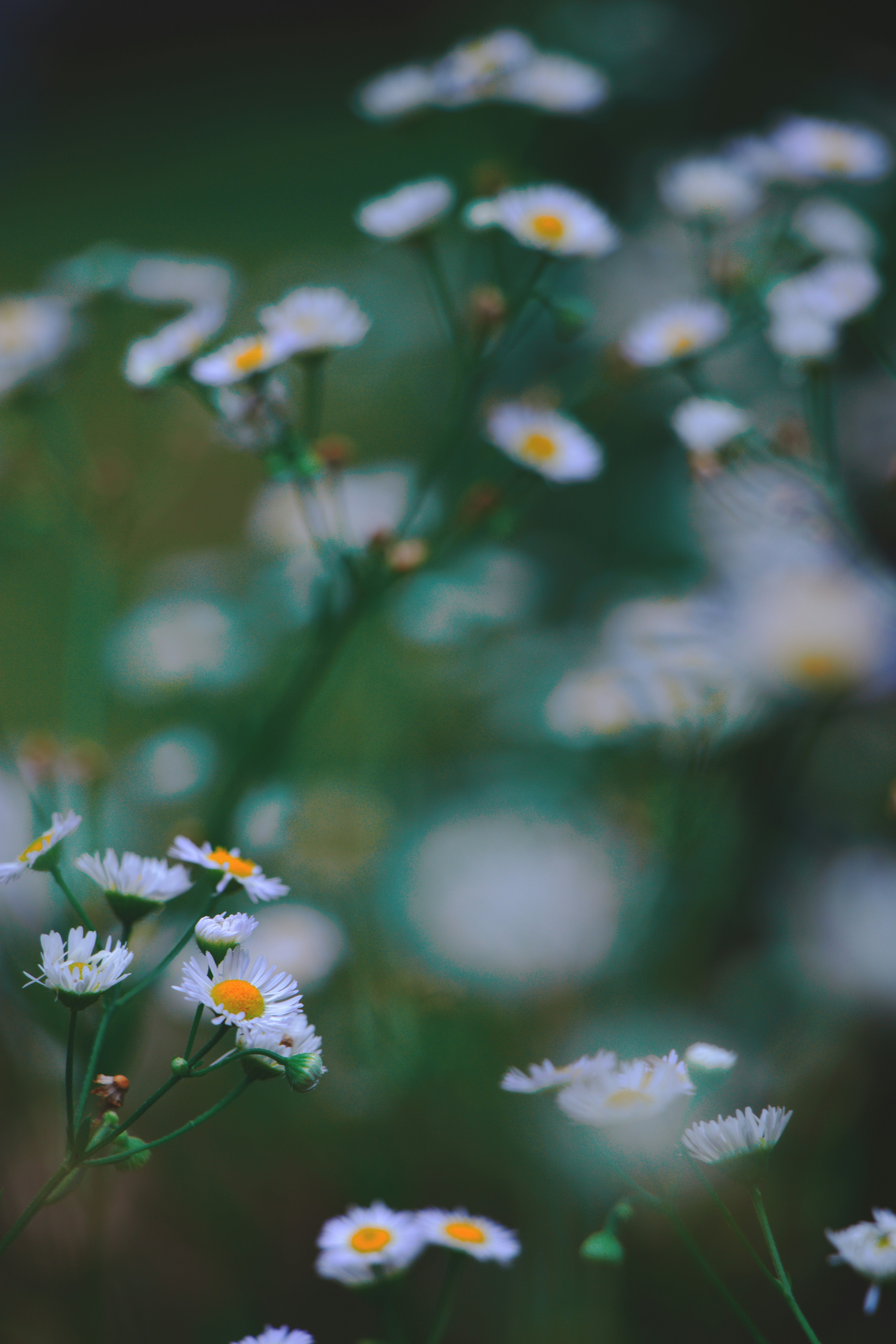 Photo by thaejirapon