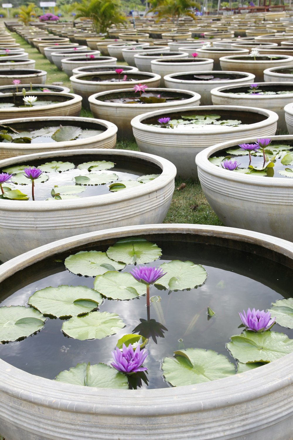 purple lotus flowers in bloom