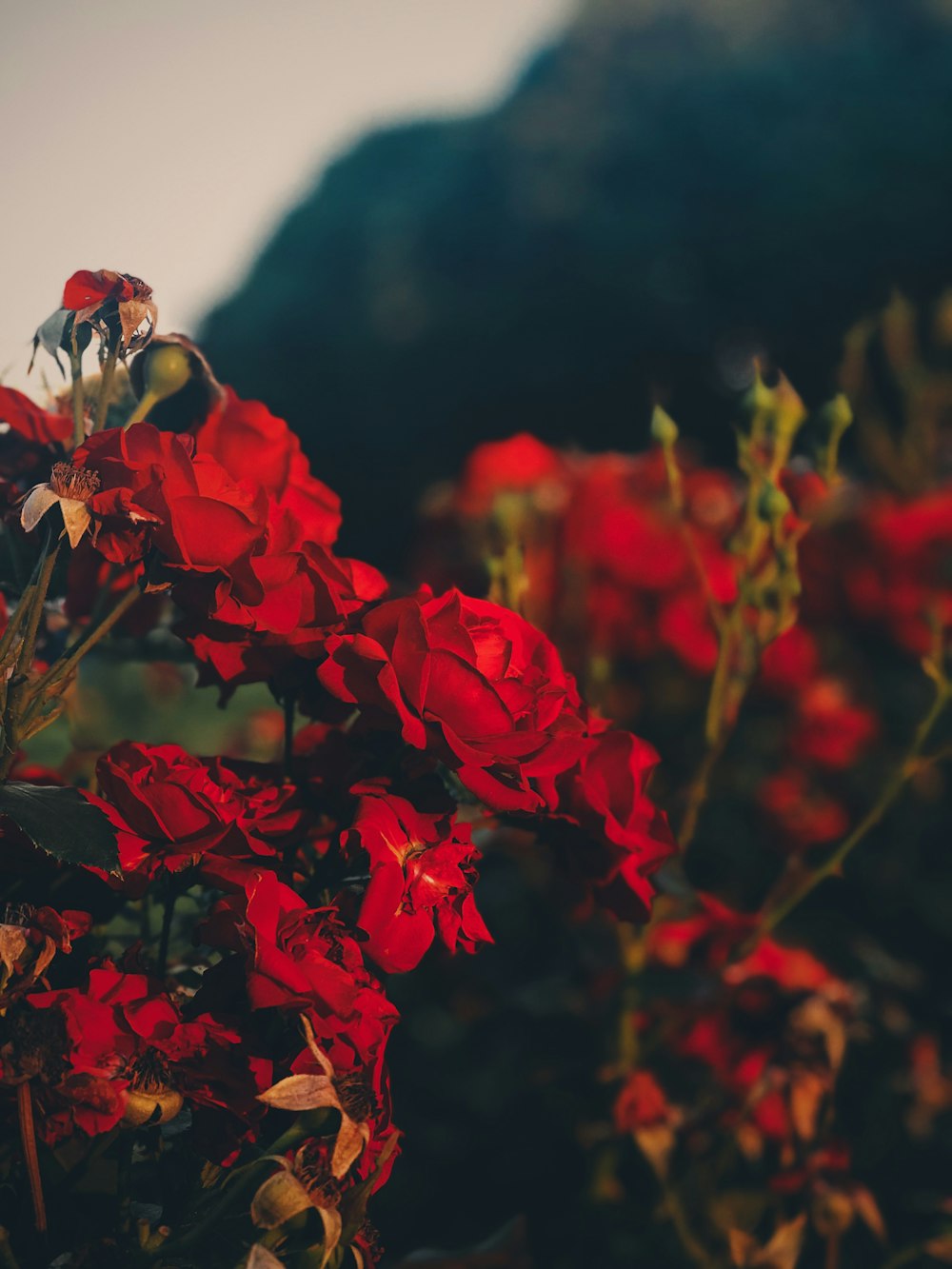 Foto de primer plano de flores de pétalos rojos