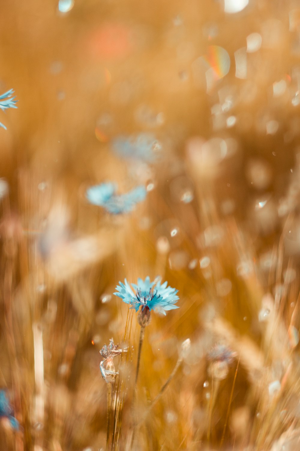 photo of blue flowers