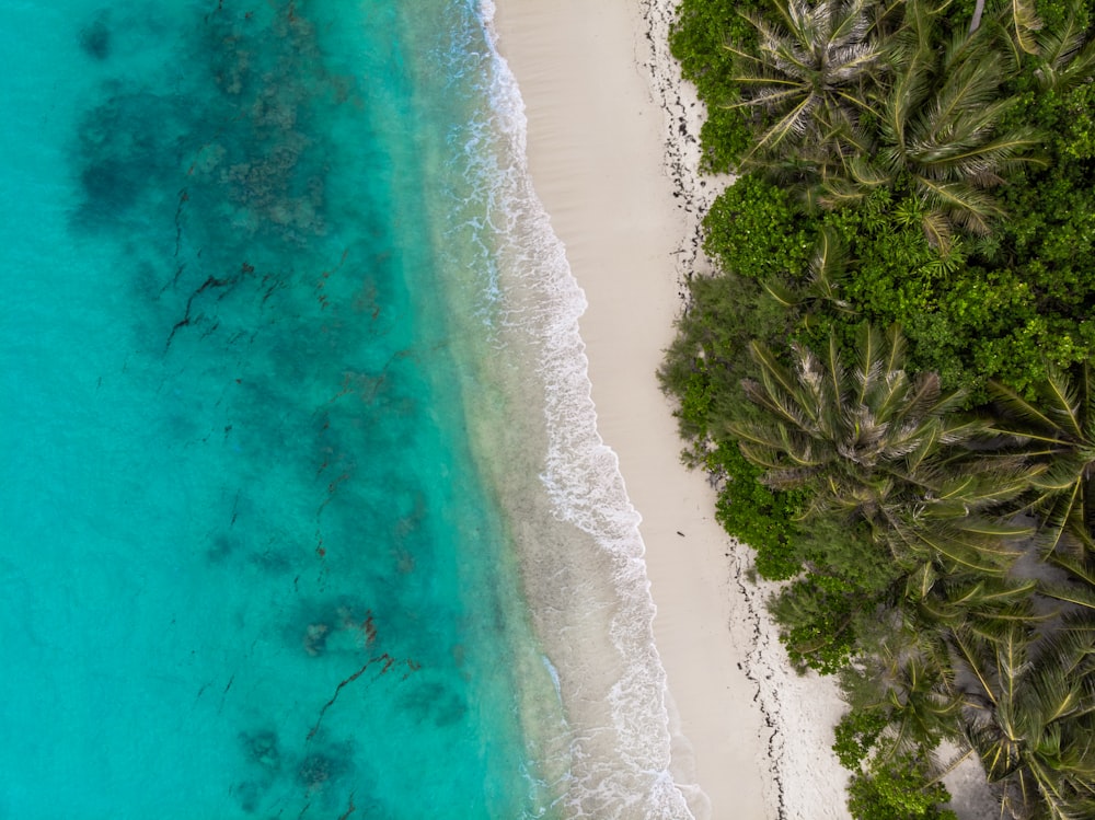 aerial photography green coconut palm trees near body of water