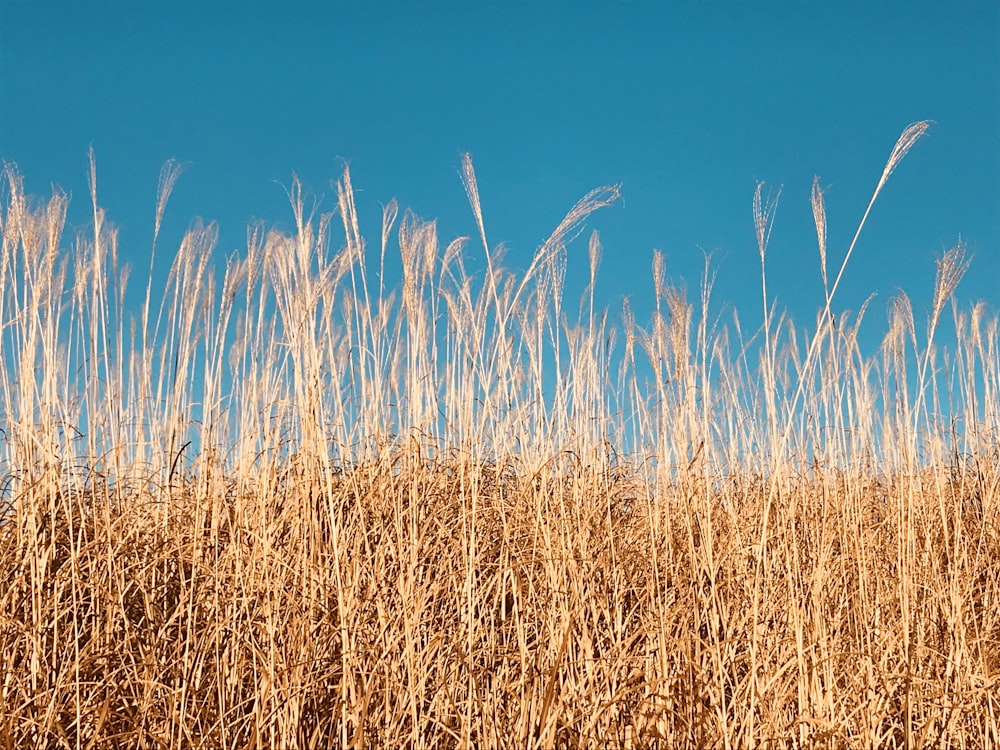 brown grass field during daytime