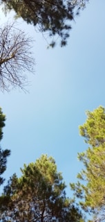 A snapshot of the leaderboard showing top players with their unique tree avatars.