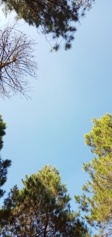 A snapshot of the leaderboard showing top players with their unique tree avatars.