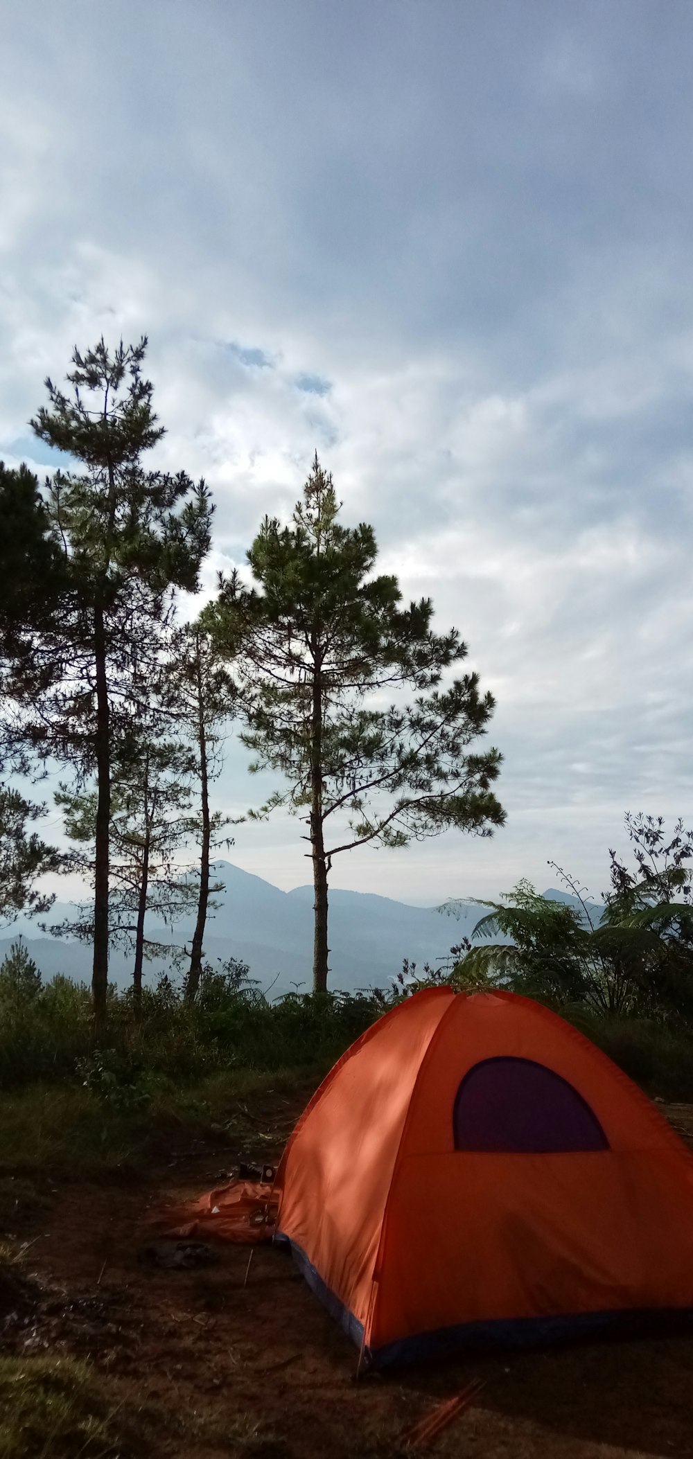 orange camping tent near tall trees