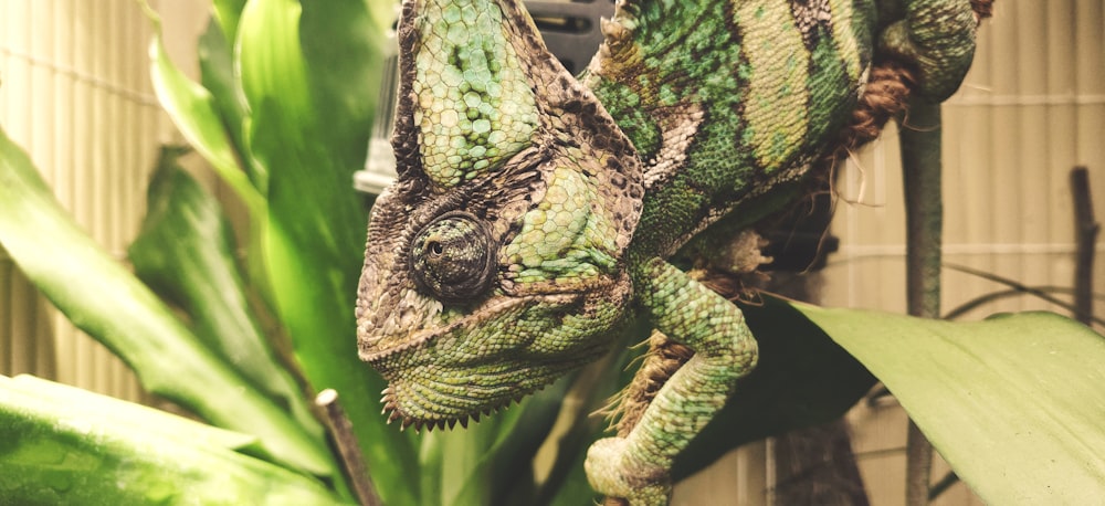 Selektive Fokusfotografie von Camelion bei Tag