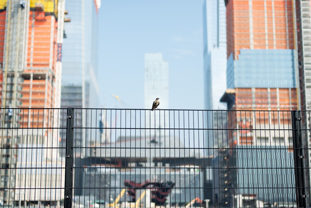 shallow focus photo of gray bird on fence