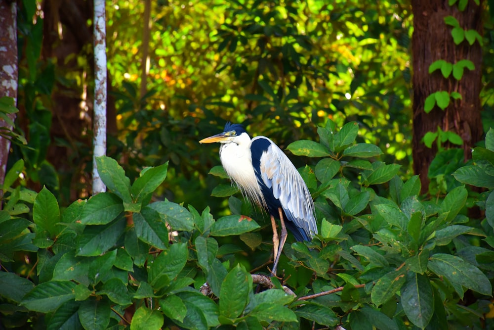 white and black bird on green plant