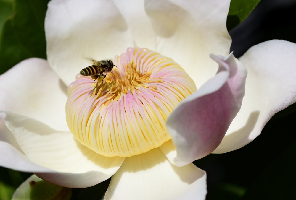 abeja posada en flor