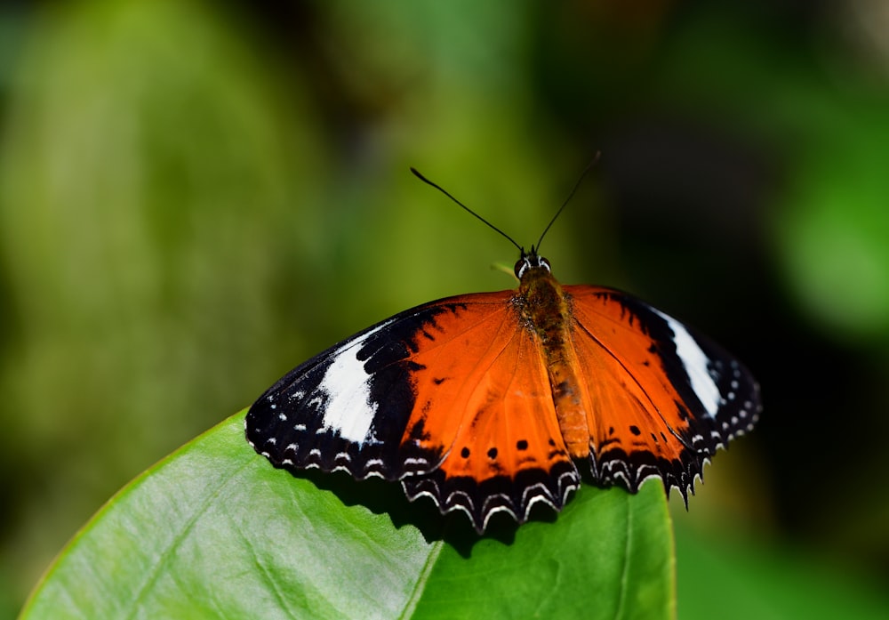 black, brown, and white butterfly