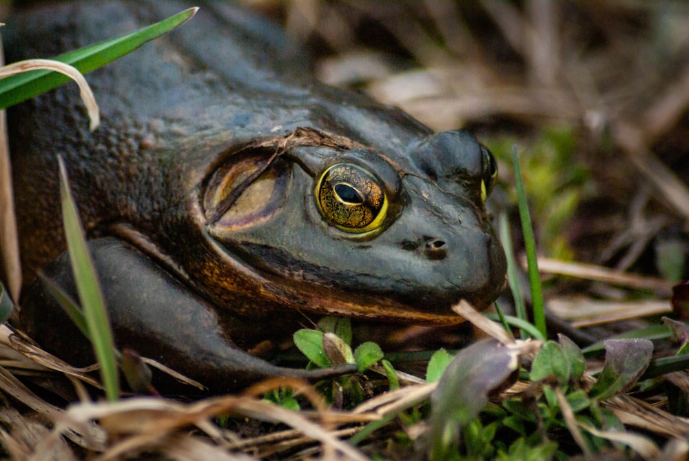 black frog on grass