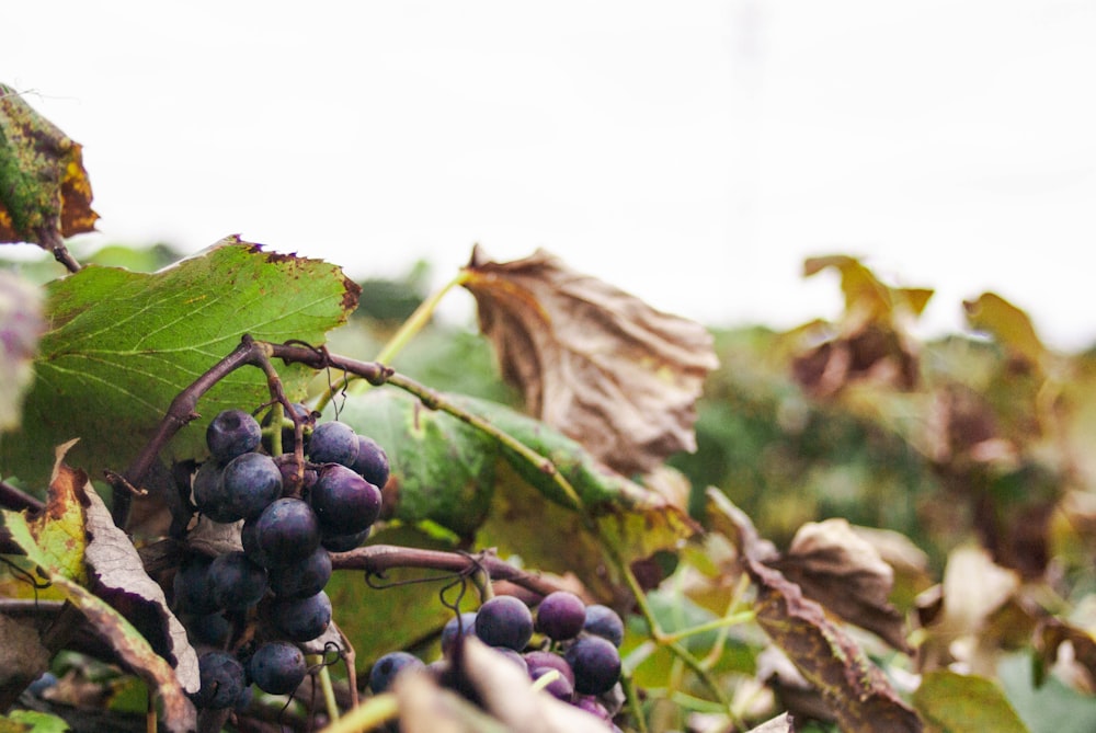 shallow focus photo of purple fruits