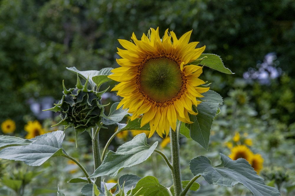 yellow sunflower